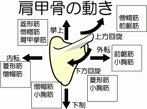 肩甲胸郭関節 つかもと接骨院 ワカバはりきゅうマッサージ