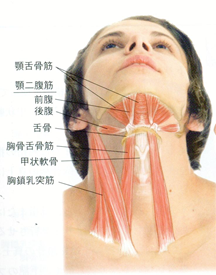 顎関節を動かす筋肉 - つかもと接骨院・ワカバはりきゅうマッサージ